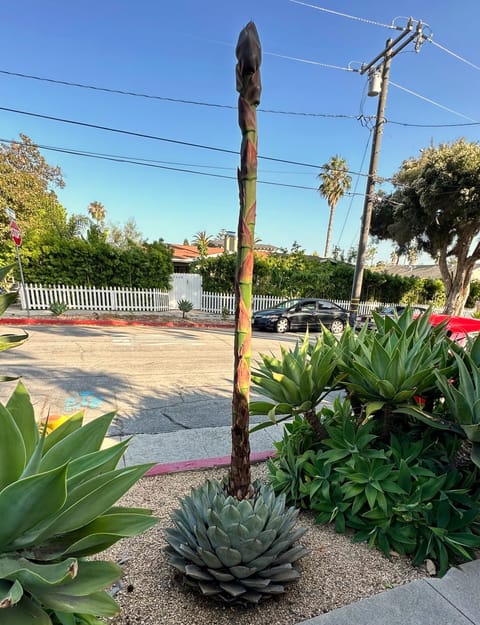 A huachuca agave sprouting.