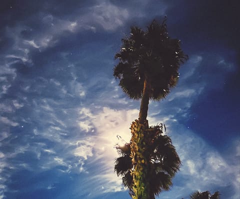 The moon behind a palm tree last week